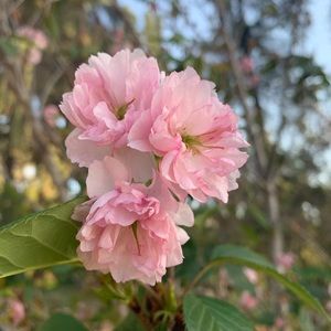 Meet your Posher, Calder